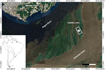 Hydrological and climate intensification induces conservative behavior in the Hydrochorea corymbosa xylem production in a Central Amazon floodplain forest